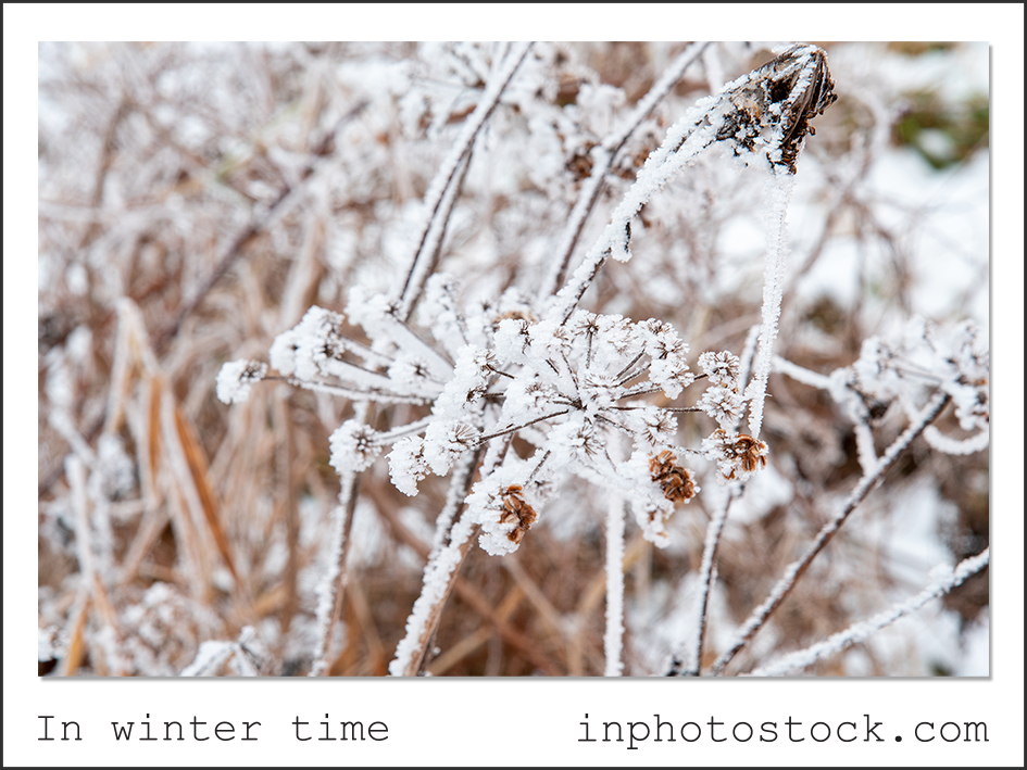 In winter time photo bank