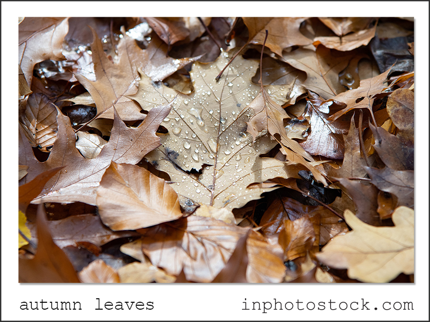 autumn leaves photo of the day inphotostock