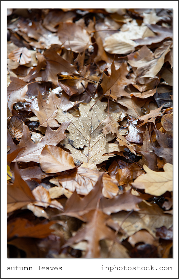 autumn leaves photography