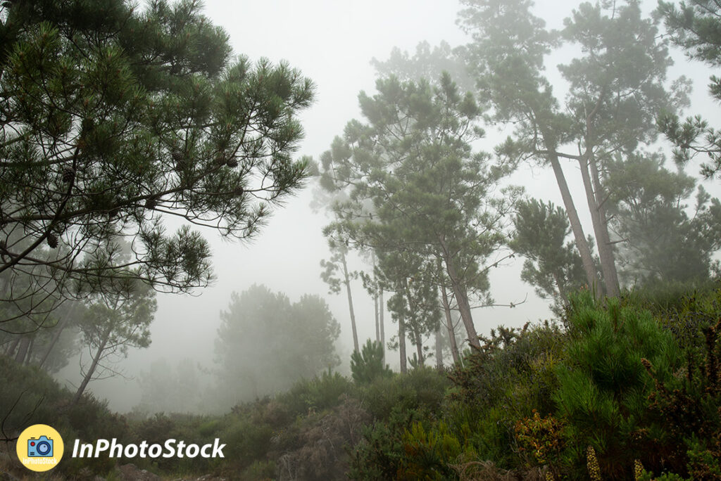foggy forests of madeira photo
