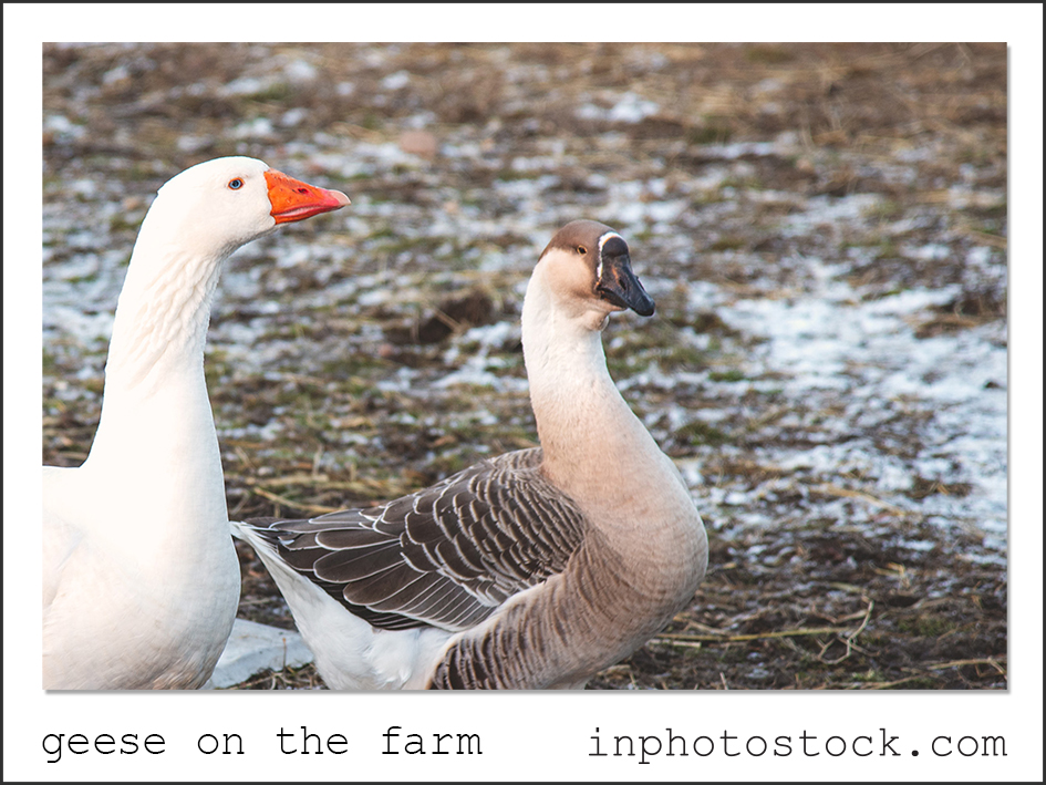 geese on the farm animal photo