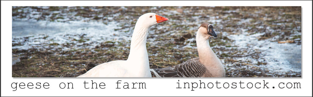 geese on the farm photo of the day inphotostock
