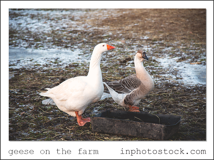 geese on the farm photostock - inphotostock