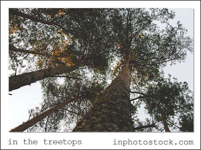 in the treetops stock photo inphotostock