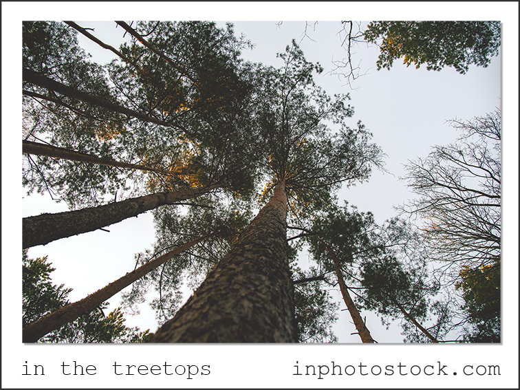 i trädtopparna stock photography